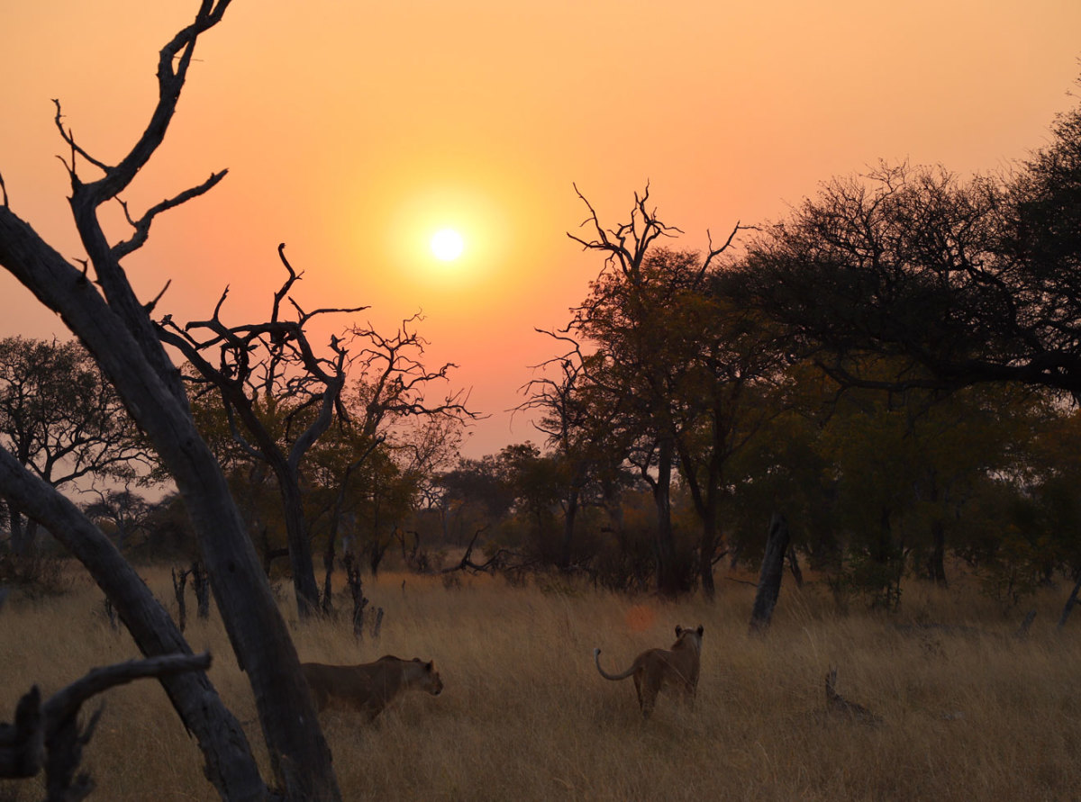 Lionesses in Hwange national Park at sunset