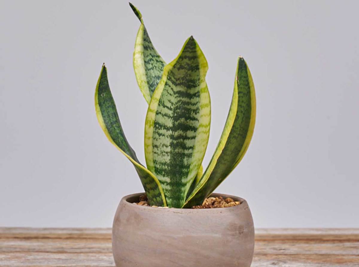 Snake plant