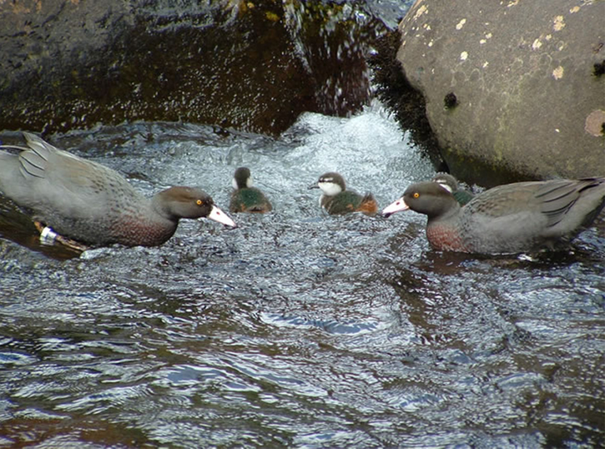 Blue Duck Project