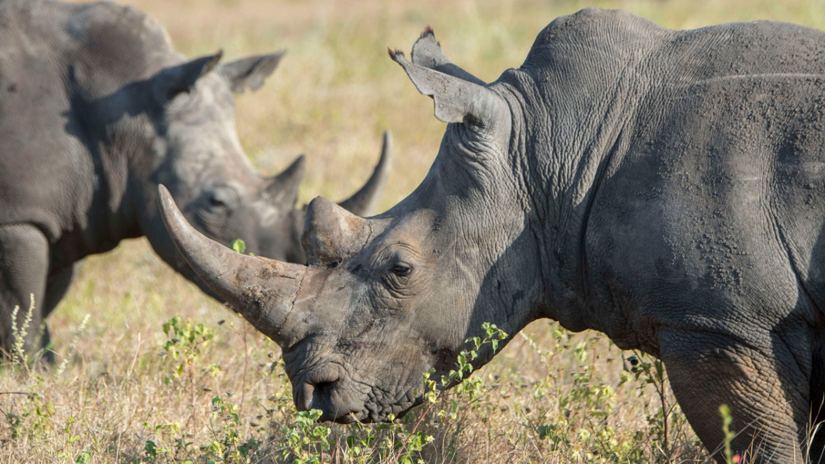 china law tiger rhino