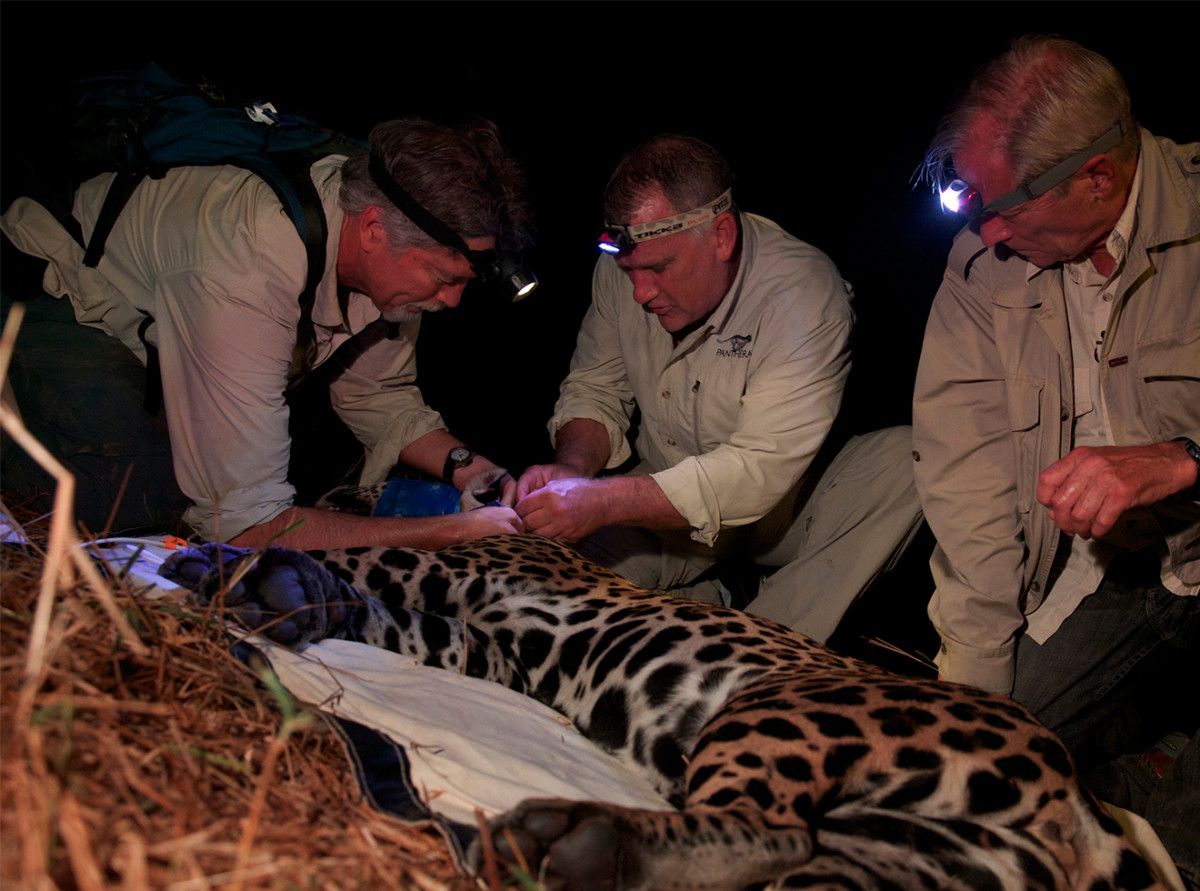 Collaring a jaguar in Brazil