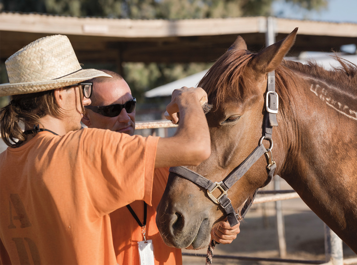 A mustang is groomed.