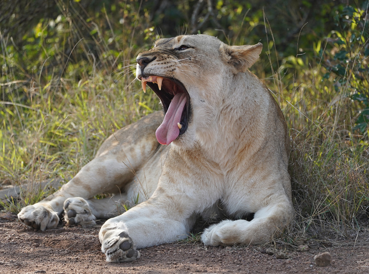 Yawning lioness