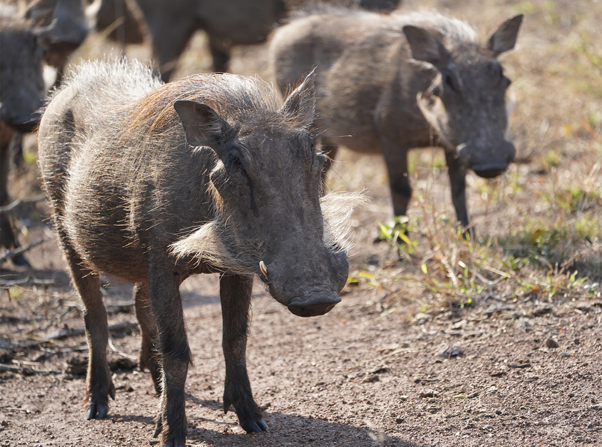 A sounder of warthogs