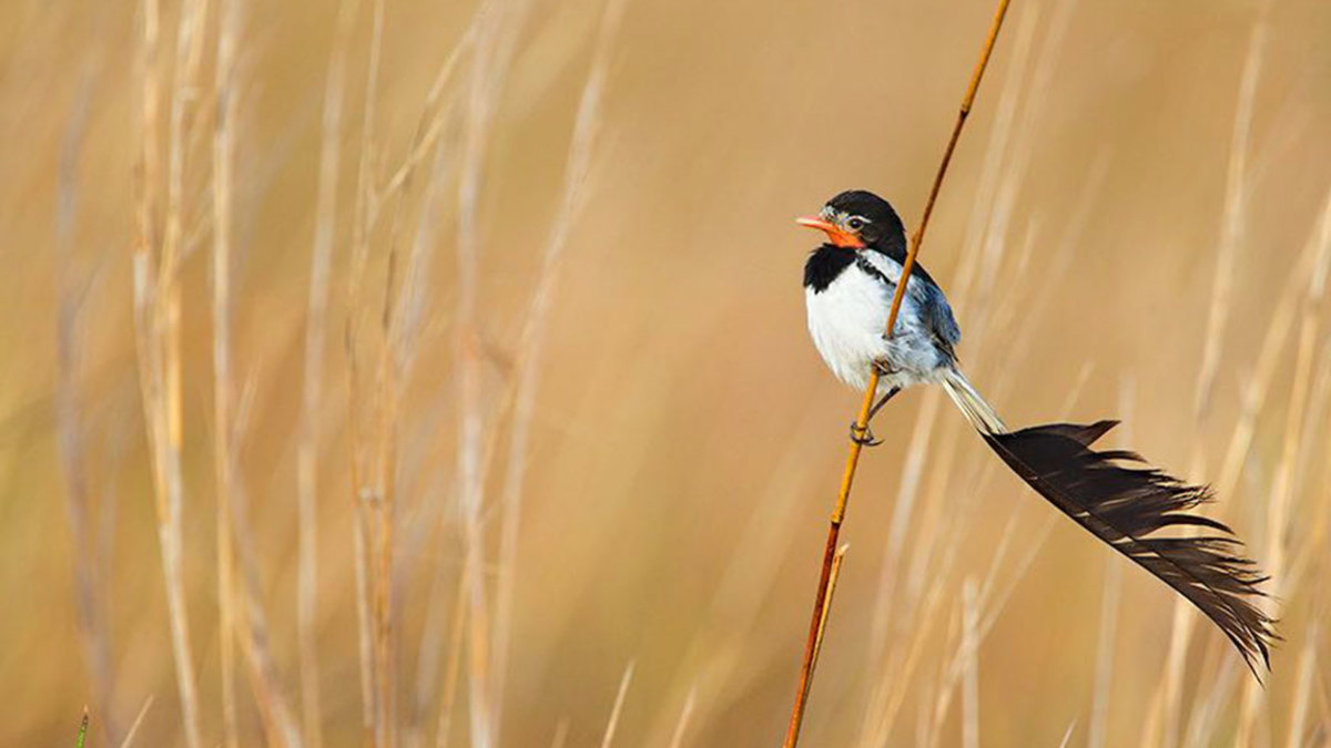Iberá National Park / Tompkins Conservation