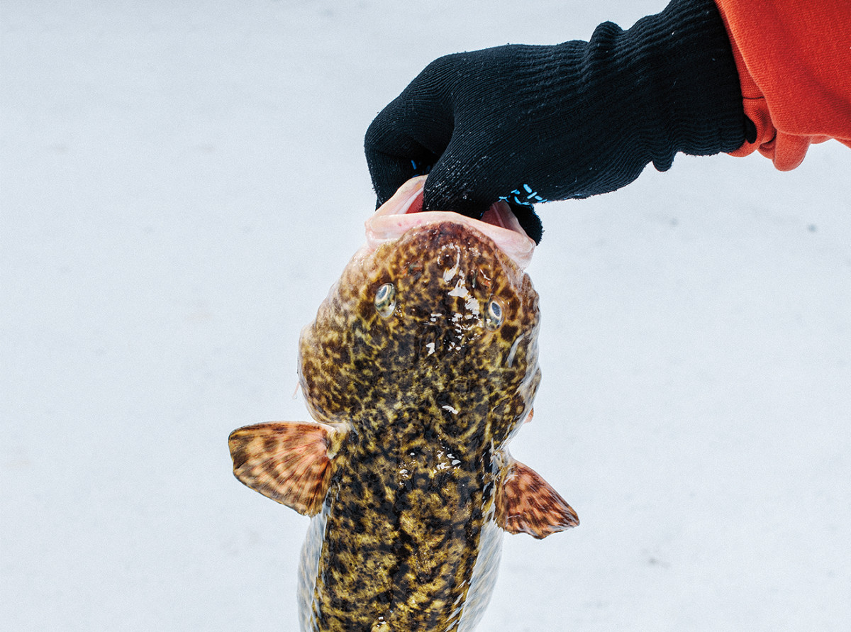 Fisherman holding eelpout.