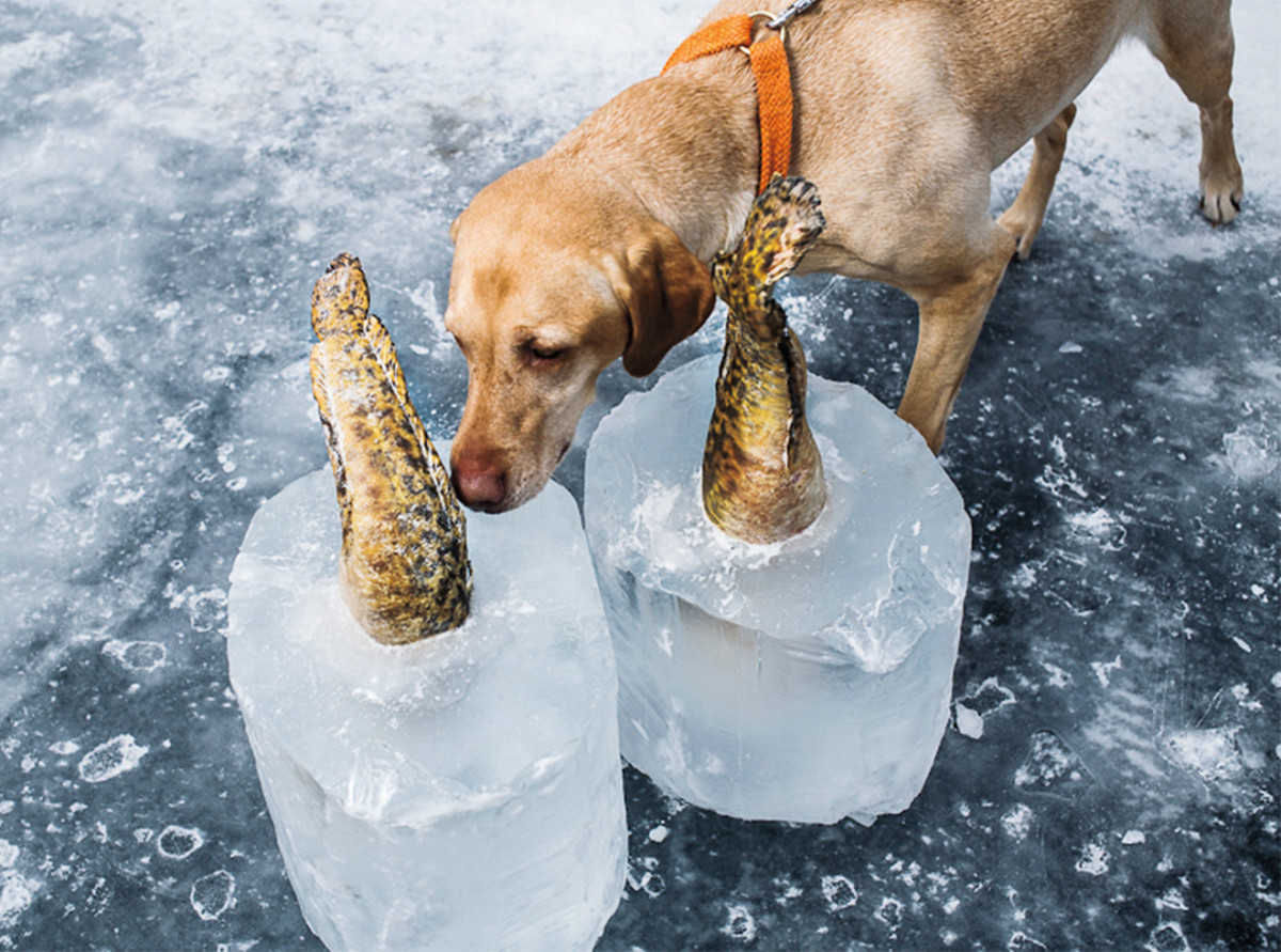 A dog sniffs frozen eelpout.