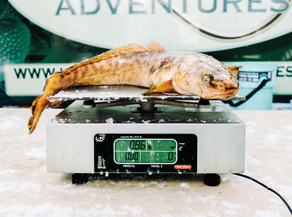 Weighing an eelpout.
