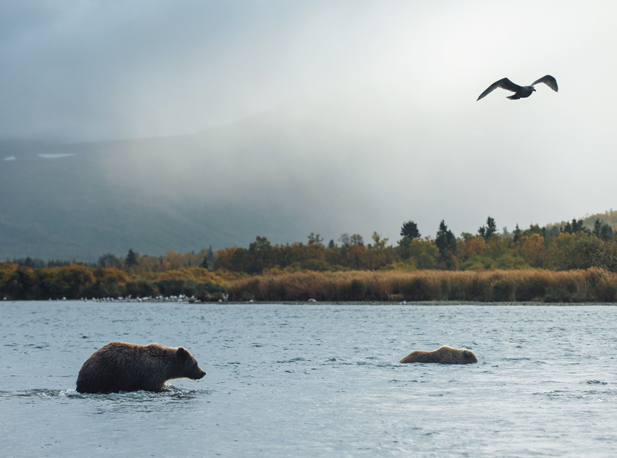 Brown bears at Katmai National Park.