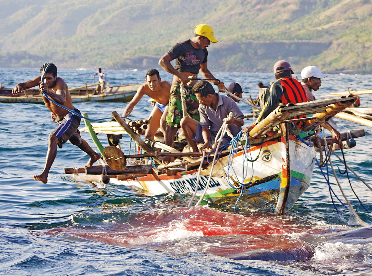 Following an hours-long battle, Lamaleran hunters prepare to lash a defeated whale to their boat.