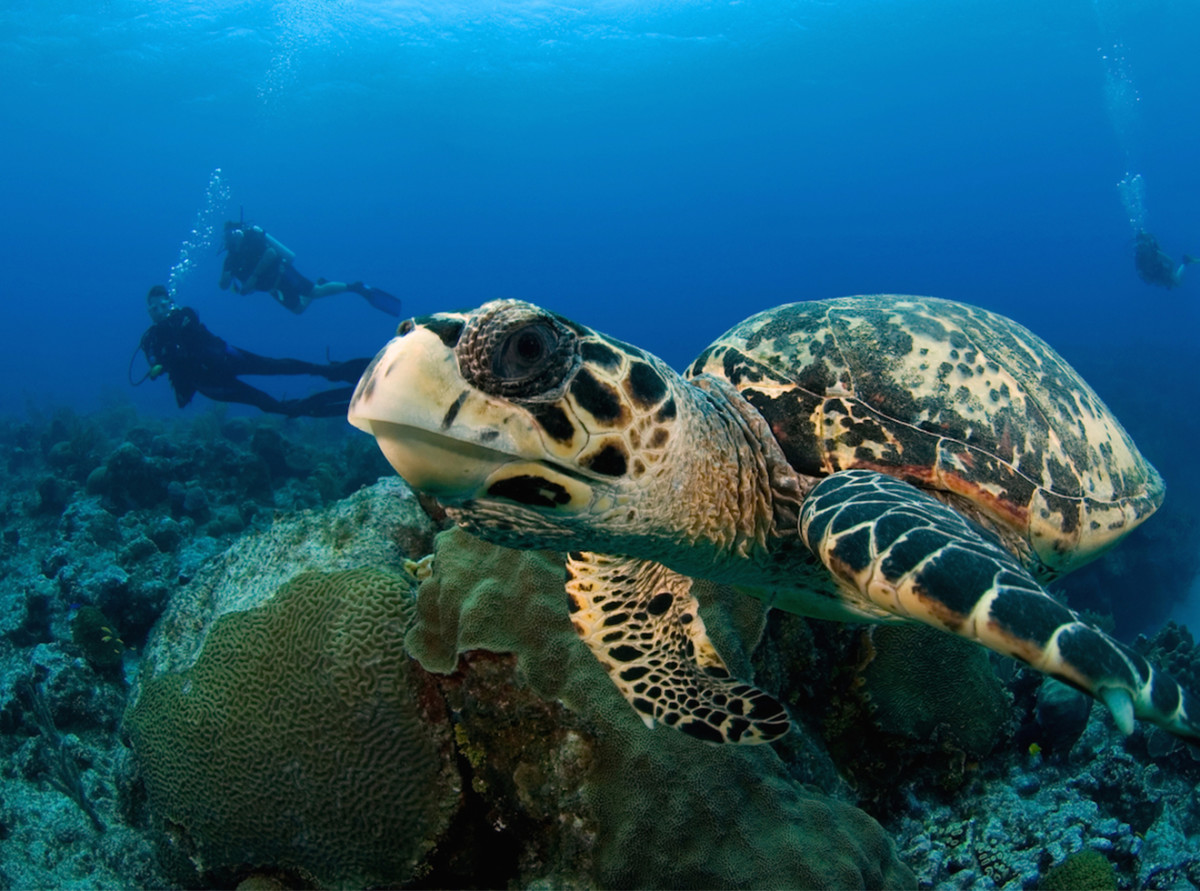 Ocean Frontiers Diving Adventures in the Cayman Islands