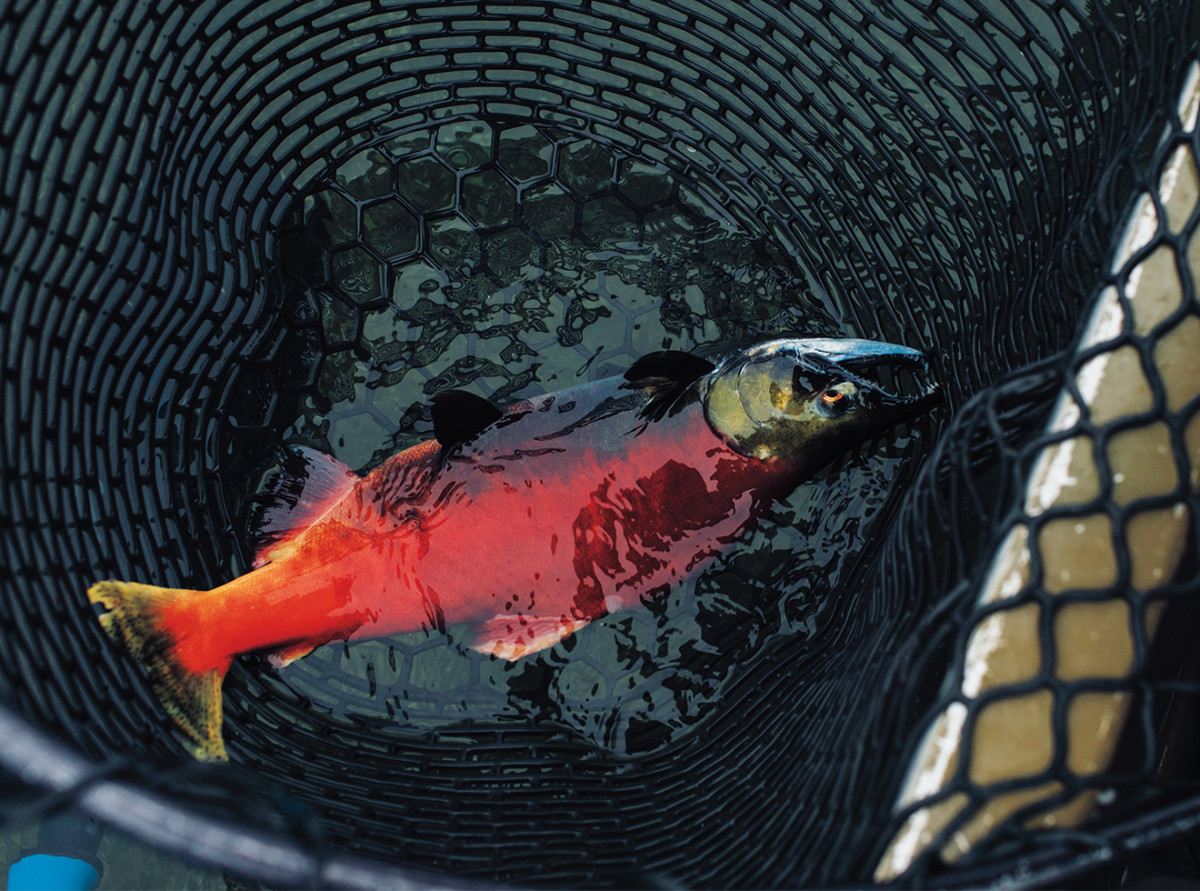 A sockeye salmon comes to net.