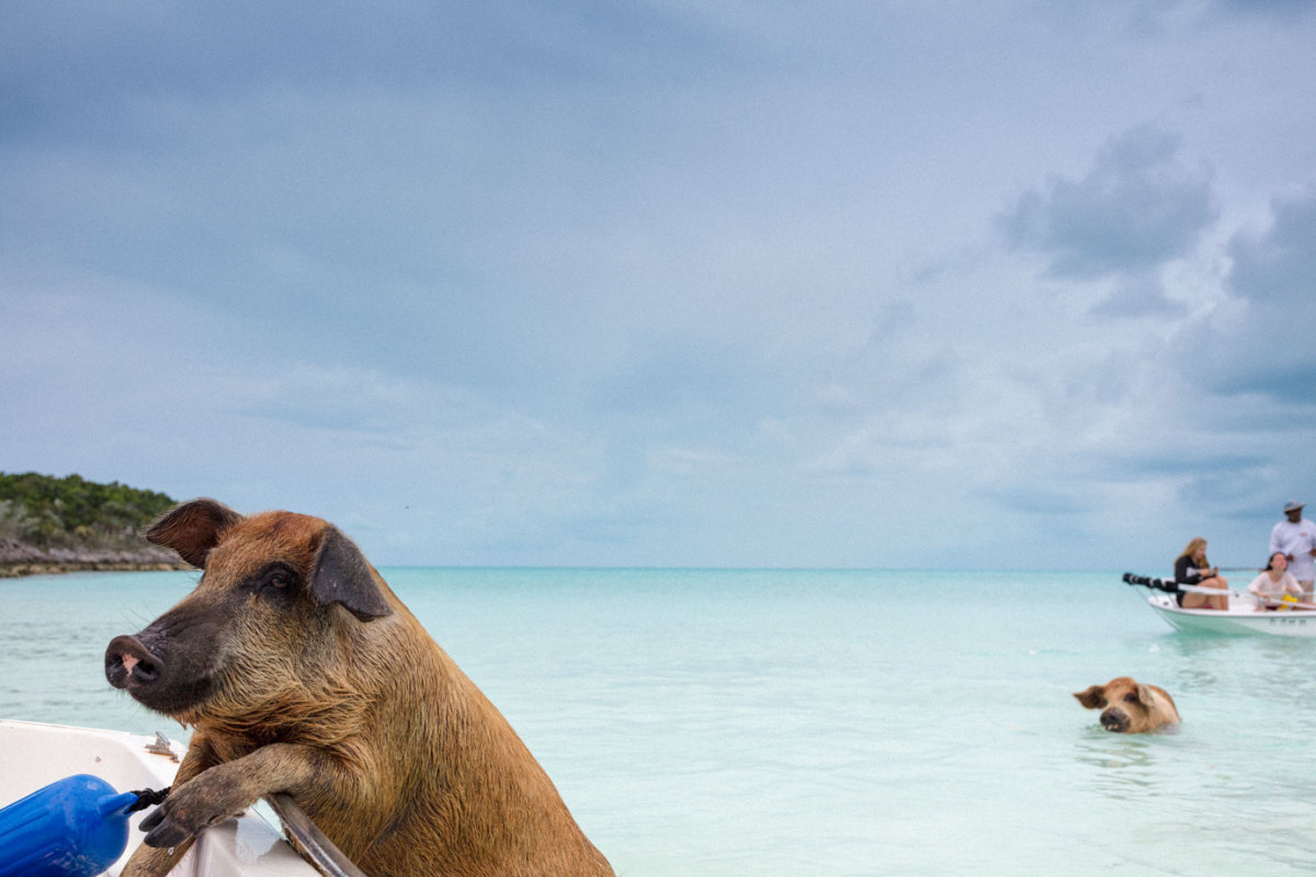 Swimming pigs of Exuma, on the Bahamian uninhabited Pig Island.