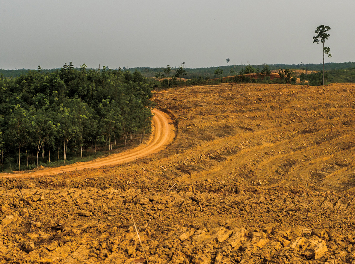 The site of a future oil-palm plantation.