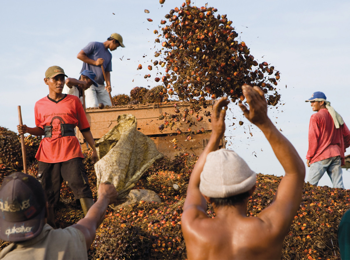 Workers unload oil-palm bunches in preparation for processing.