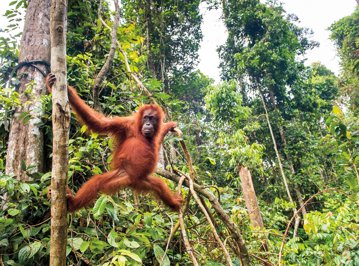 Tigers, lions, and orangutans, like this female in Sumatra, are threatened by deforestation linked to palm-oil production.