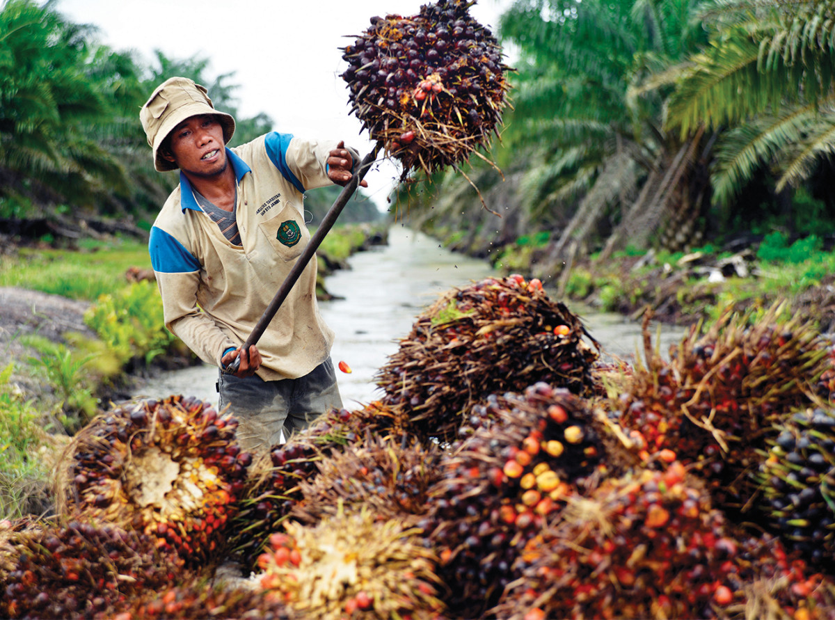 A plantation worker with just-harvested palm fruit.