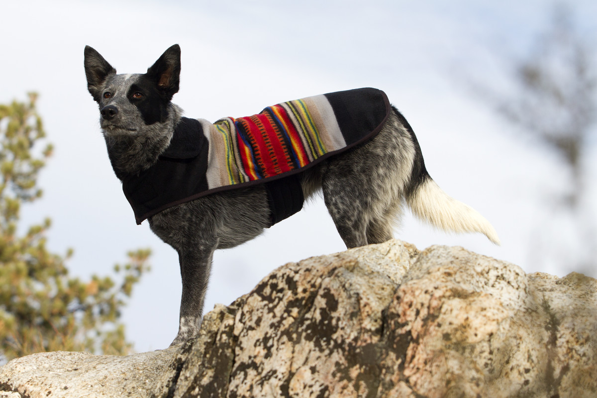 pendleton dog jacket