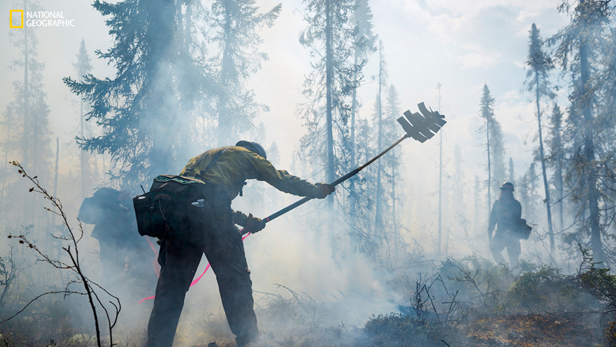Smokejumpers use beaters-strips of hard rubber on flexible shafts-to pound burning moss and tussock grass into the moss below, damp from melted permafrost. Such swampy coniferous forest, or taiga, is typical of high northern latitudes. (Photograph by Mark Thiessen / National Geographic)