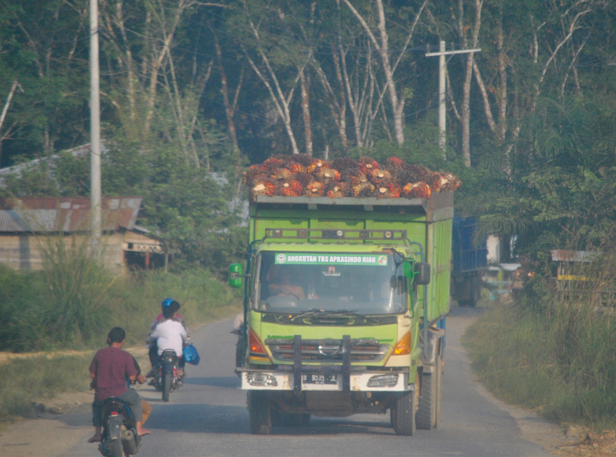 Trucks transport the fruit for processing.
