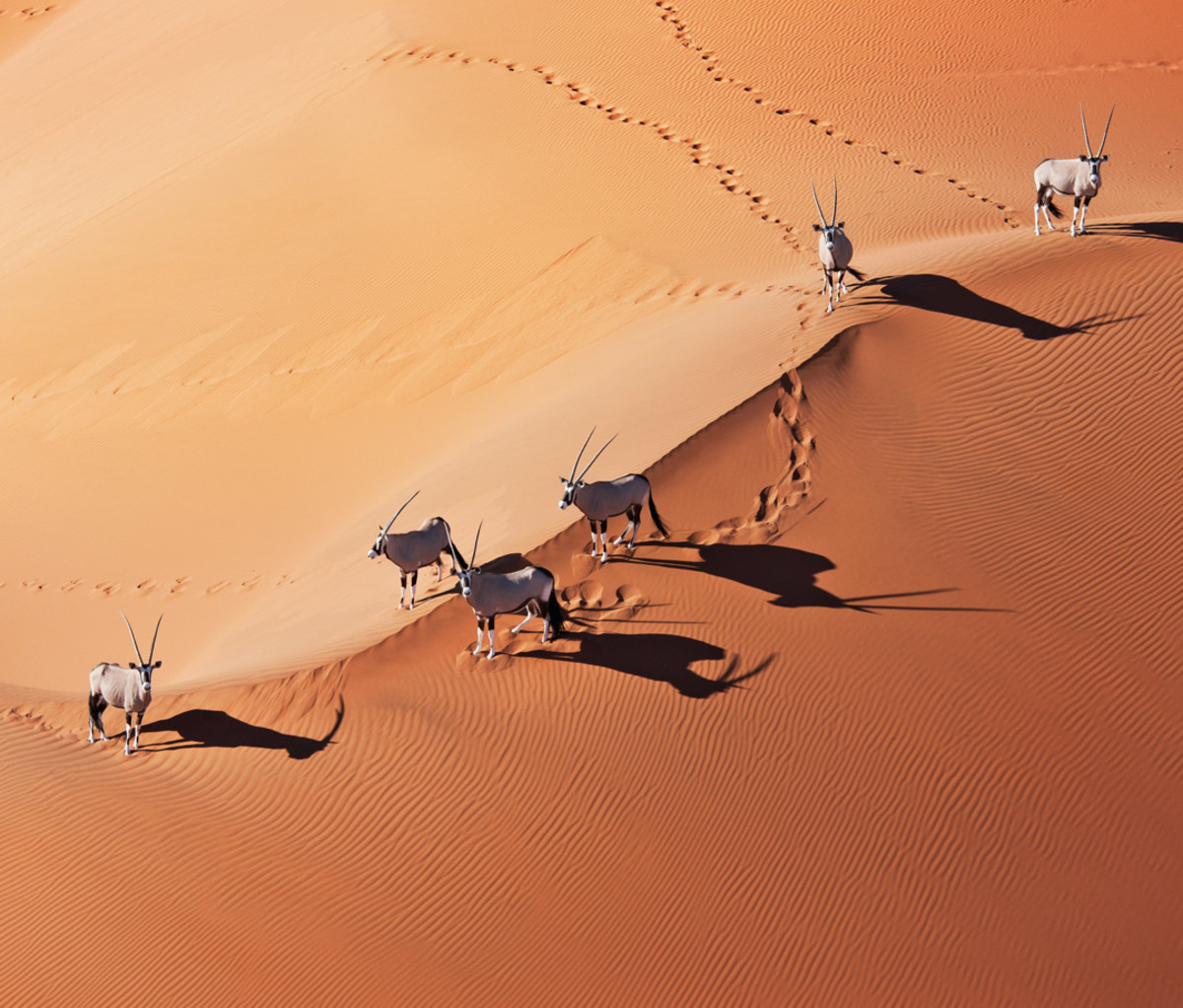 Gemsboks in Namib-Naukluft National Park