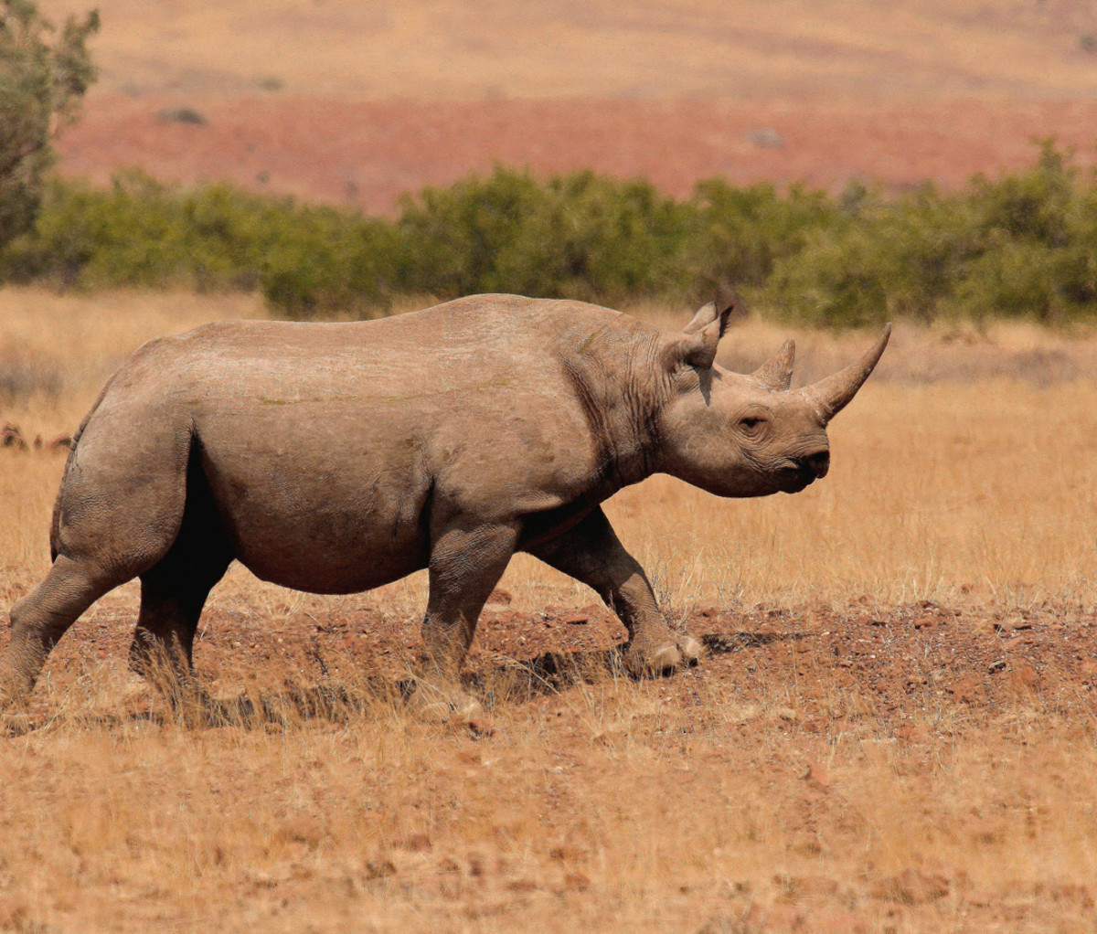 Closeup of black rhino