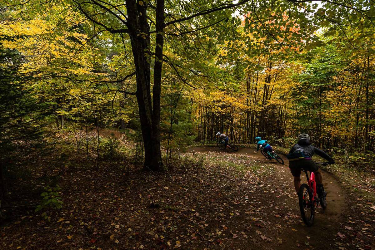 mountain bike forest