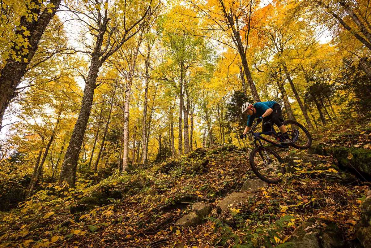 trees mountain bike