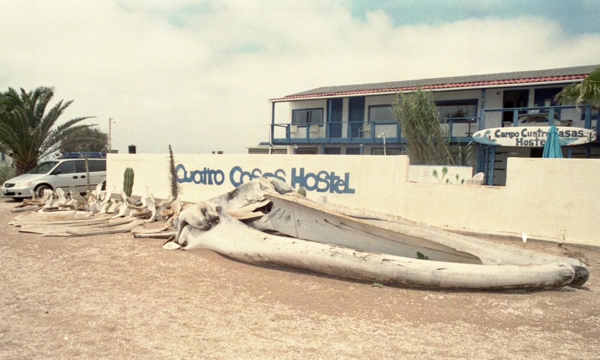 baja surf trip
