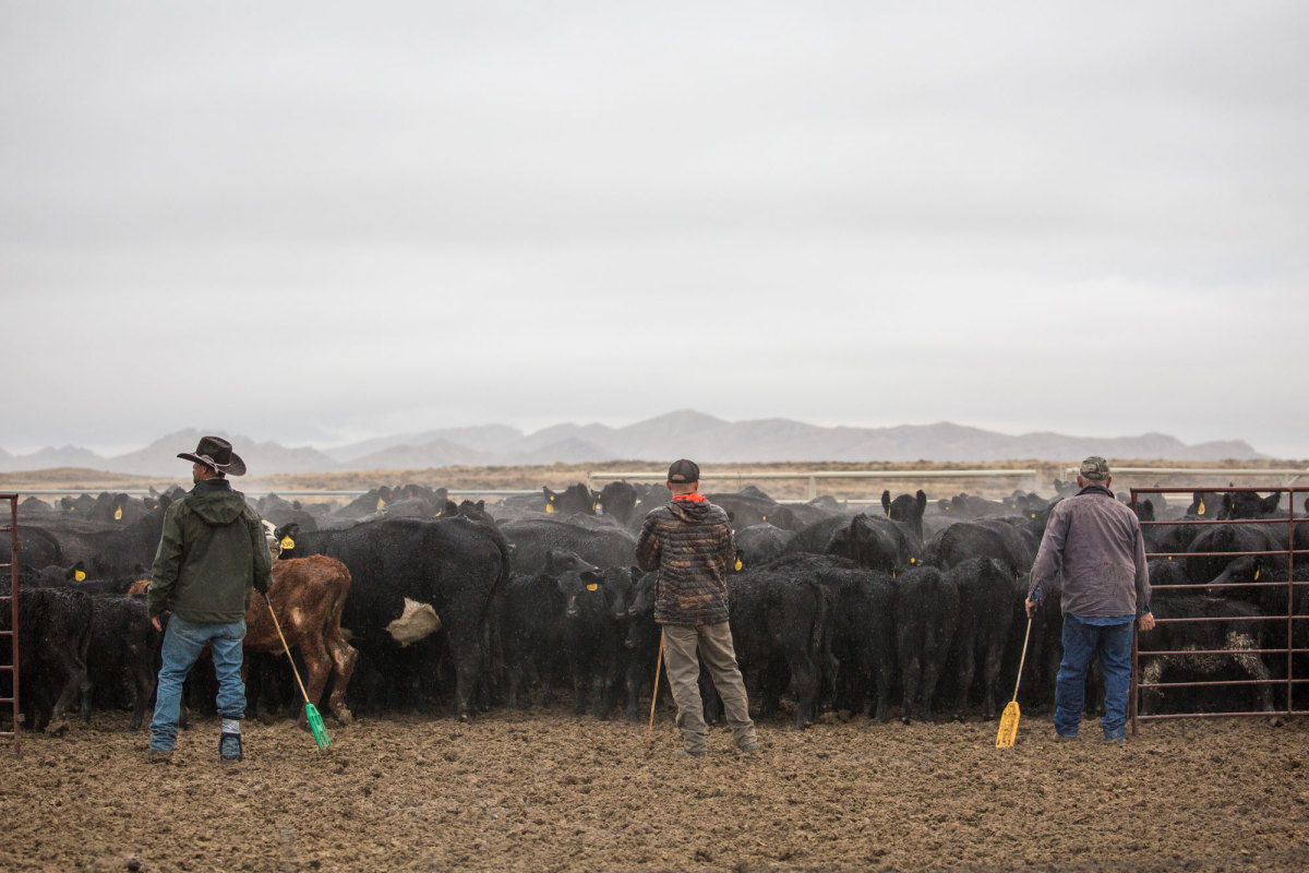 mark carter ranch