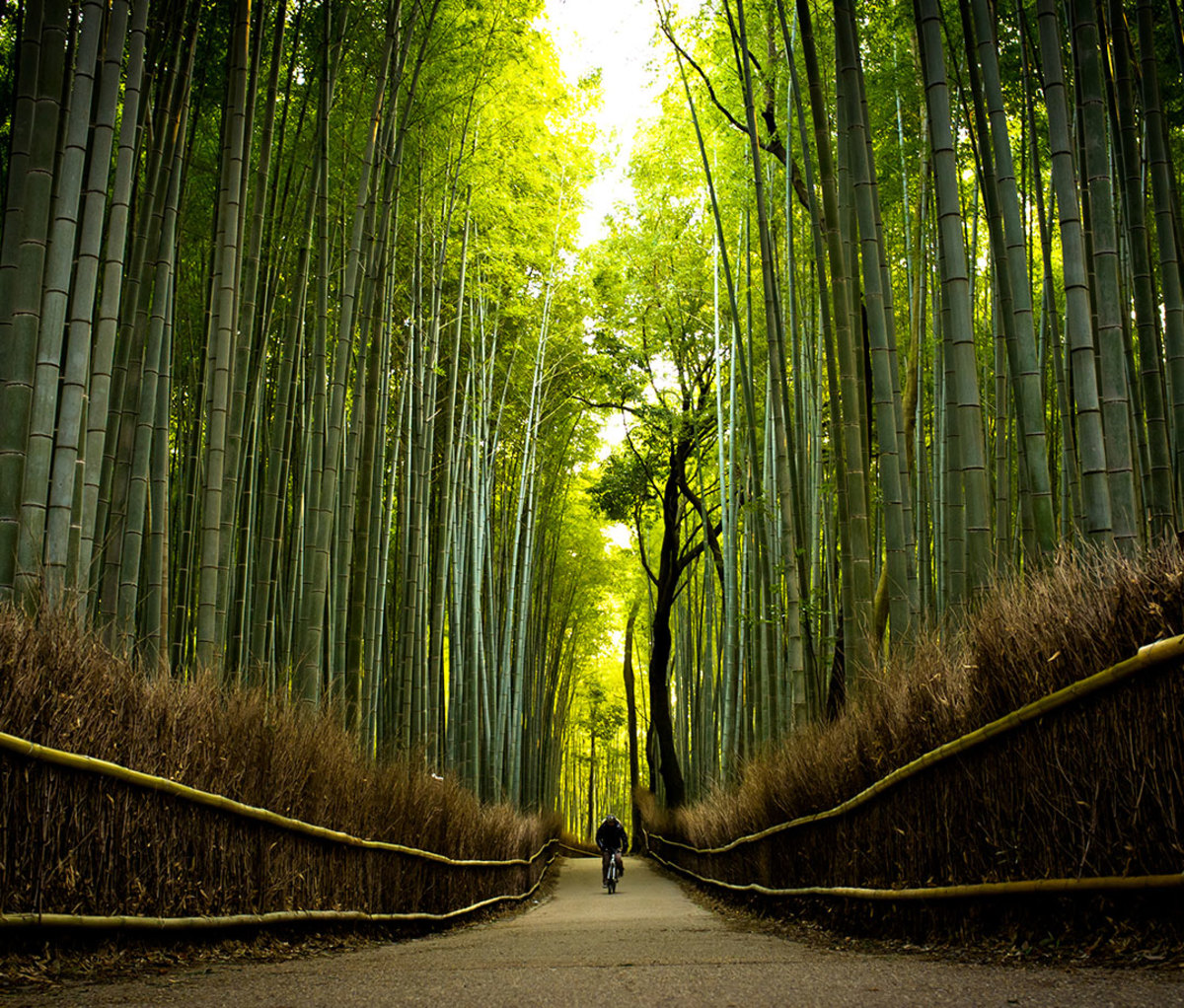 in the path of bamboo near Tenryuu-ji temple