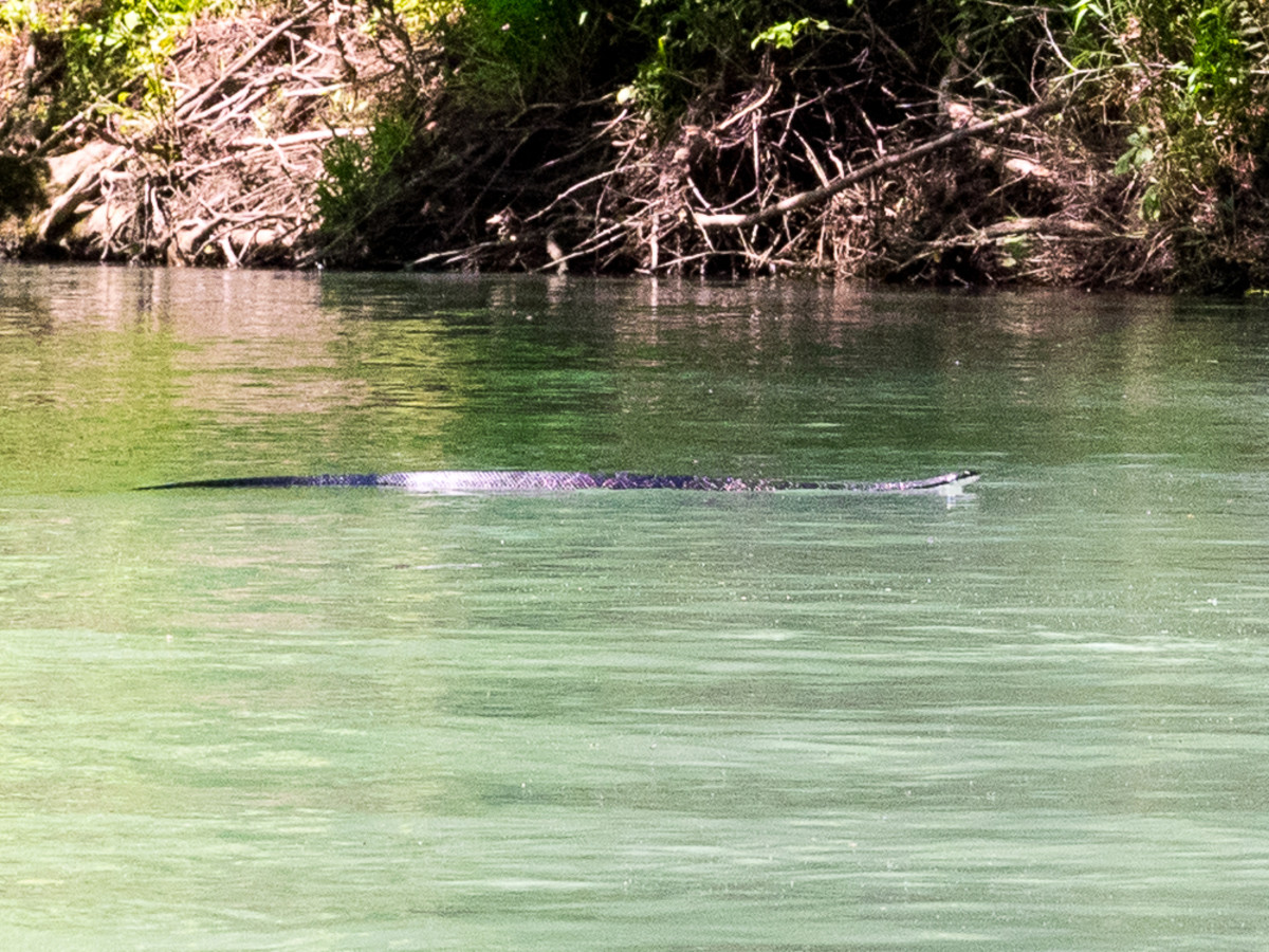A cottonmouth, aka water moccasin, swims accross the river