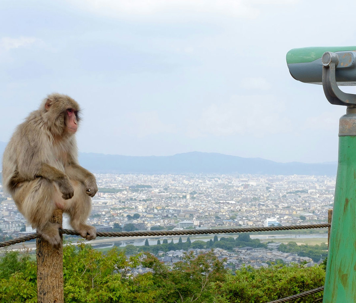Monkey Relaxing On Railing By Cityscape Against Sky