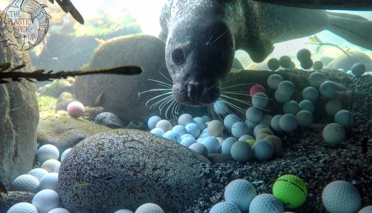 Ethan Estess Marine Mammal Golf Balls