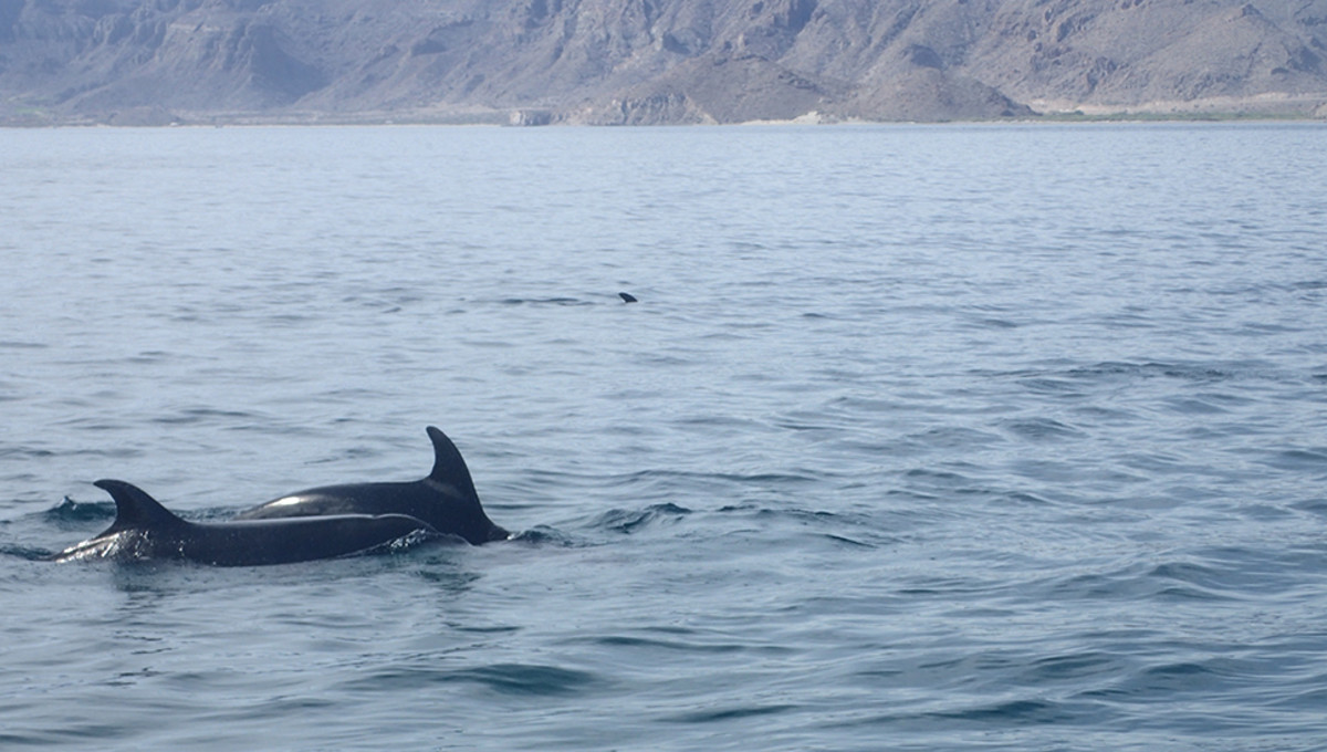 Dolphins make any day better.