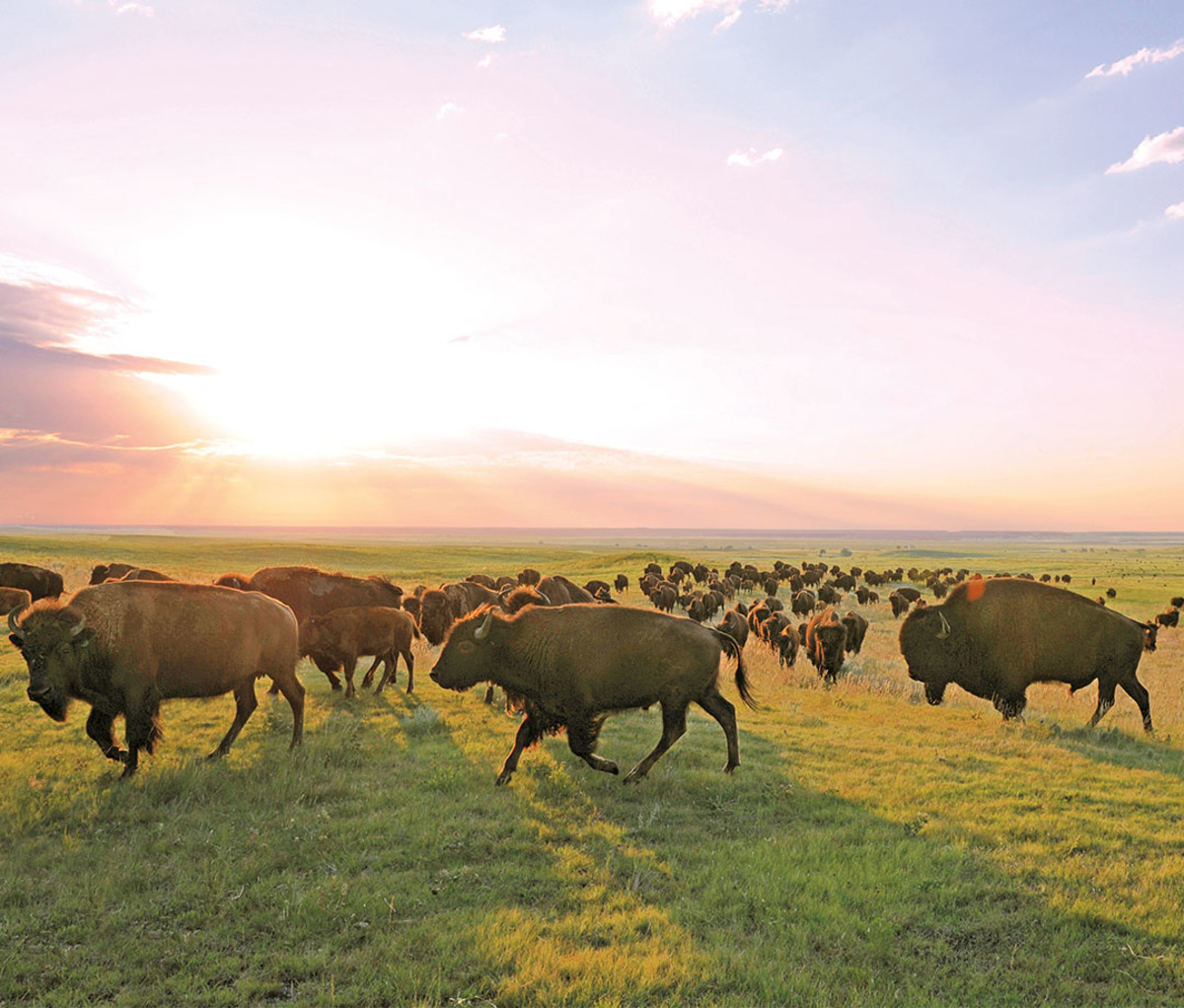 buffalo-ranch-free