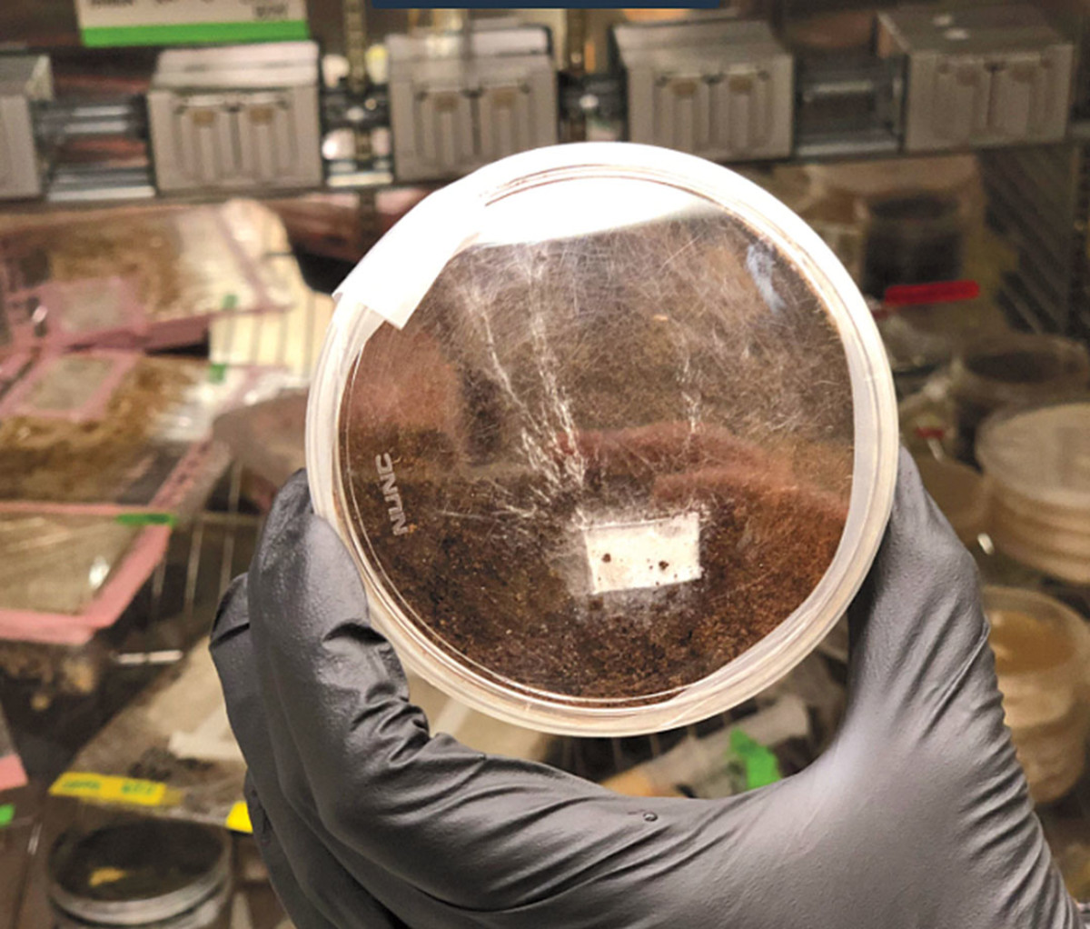 mars-petri-soil