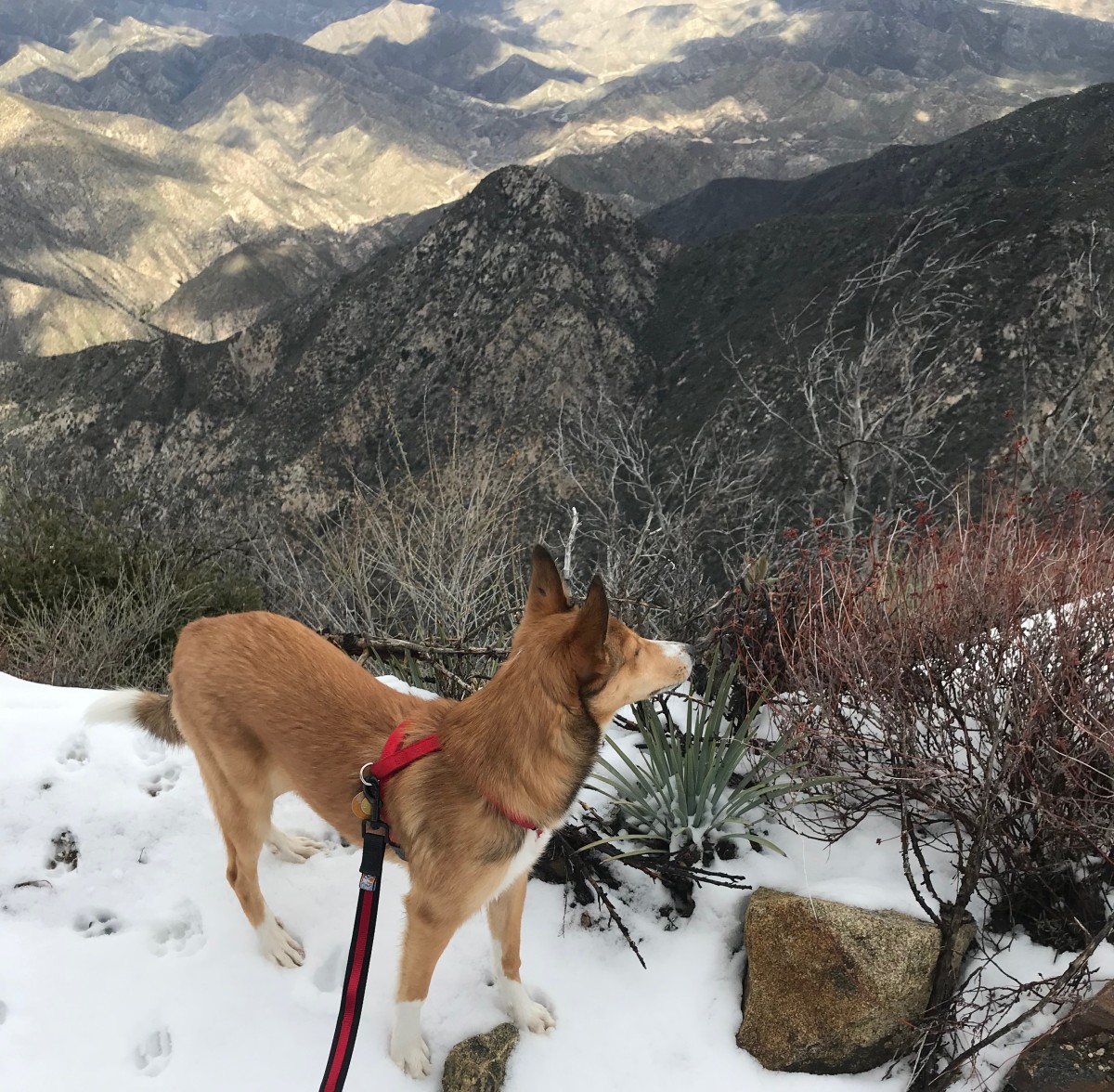 active dog leash