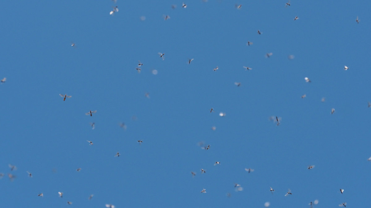mosquitos
