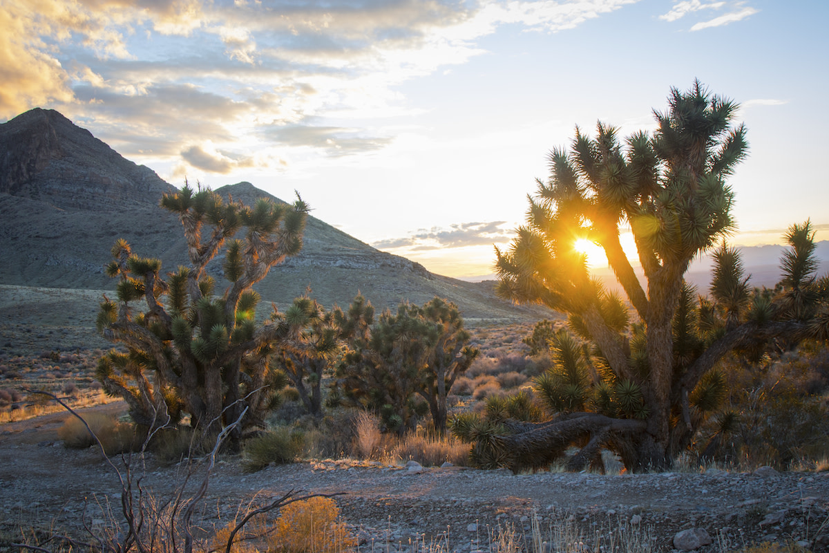 JoshuaTrees