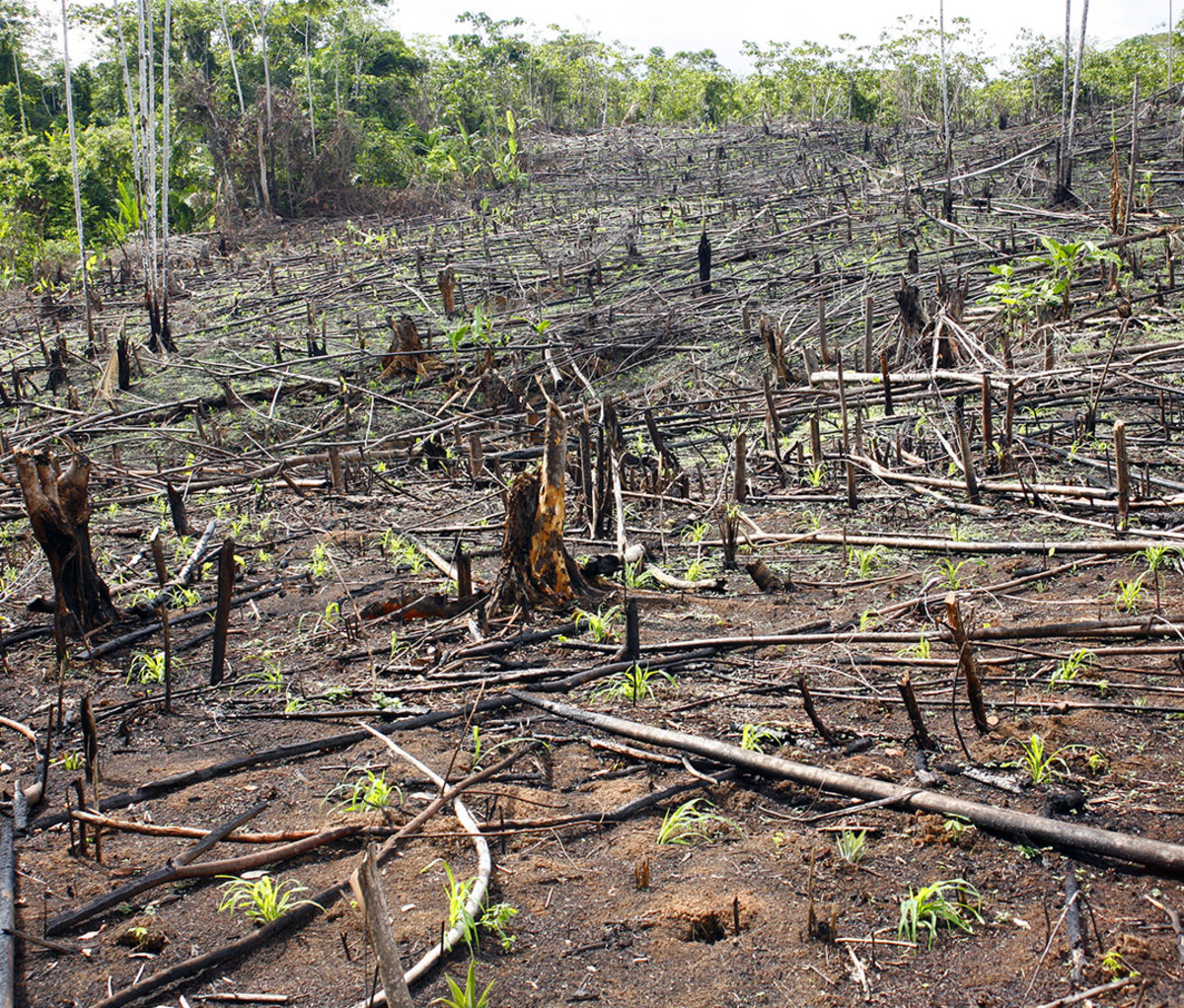 Slash-and-burn agriculture in the Peruvian Amazon, which clears the way for maize cultivation