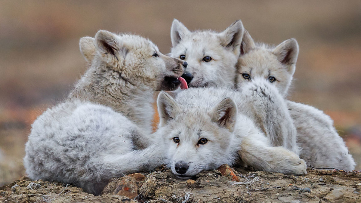 Four wolf pups cuddled together. (Market Road Films/Ronan Donovan)