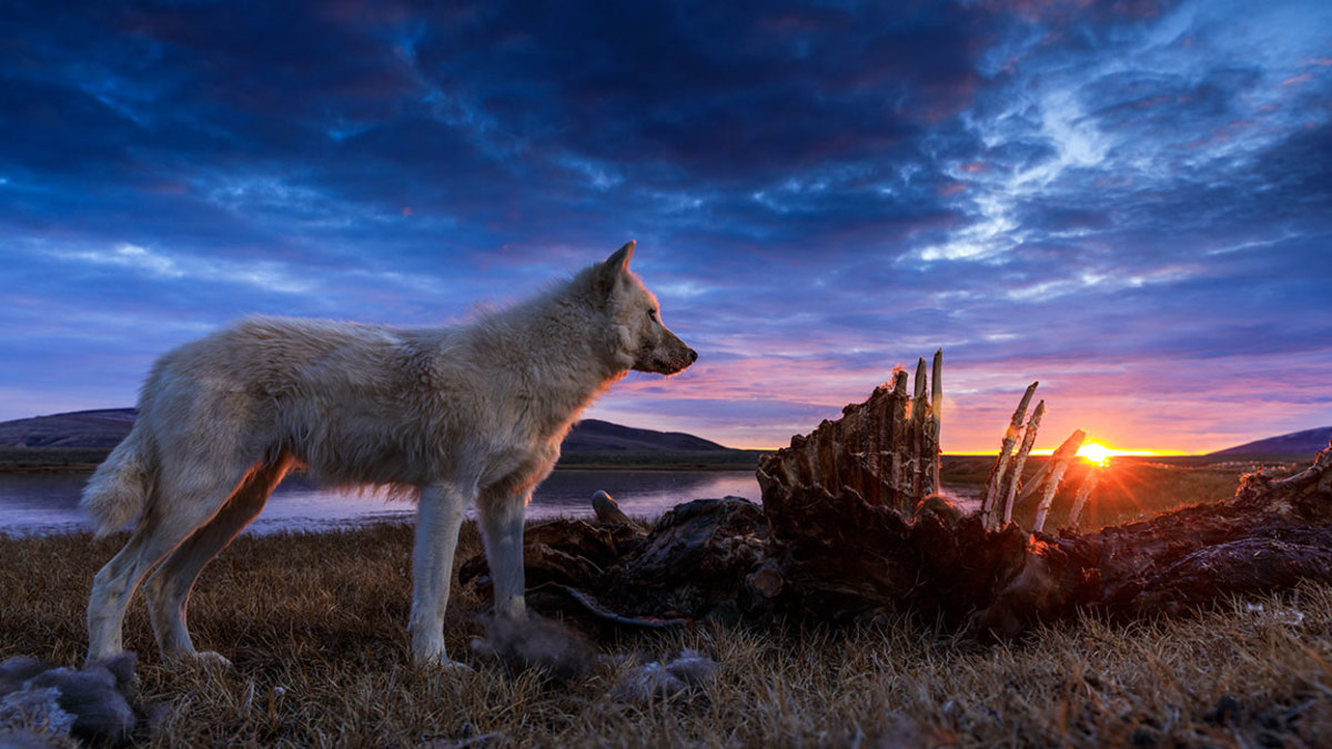 Kingdom of the White Wolf - Adult wolf standing over a carcass. National Geographic / Ronan Donovan