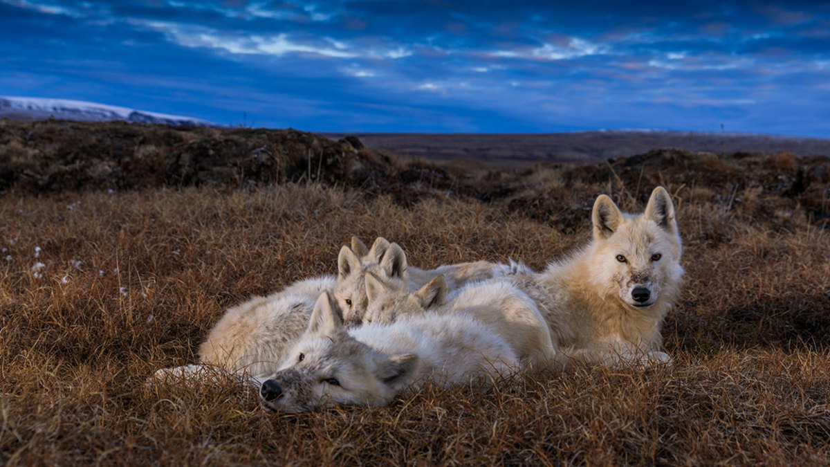 Four wolf pups and an adult wolf lounge together. (National Geographic/Ronan Donovan