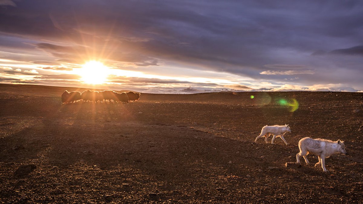 Two wolves walking away from a herd of muskoxen. (National Geographic/Ronan Donovan
