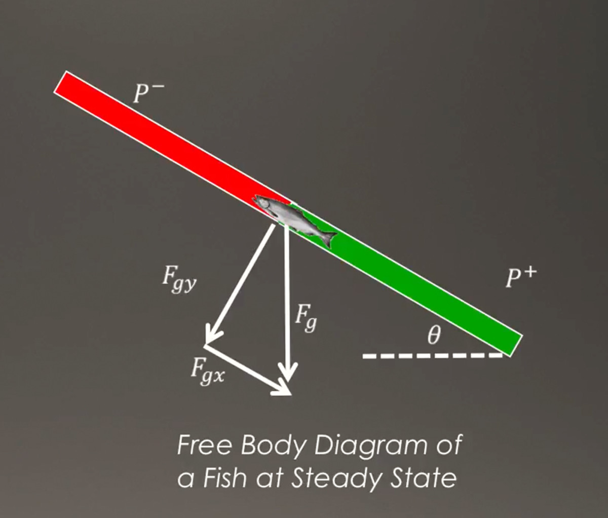 Fish Health Diagram Wiring Diagram Set