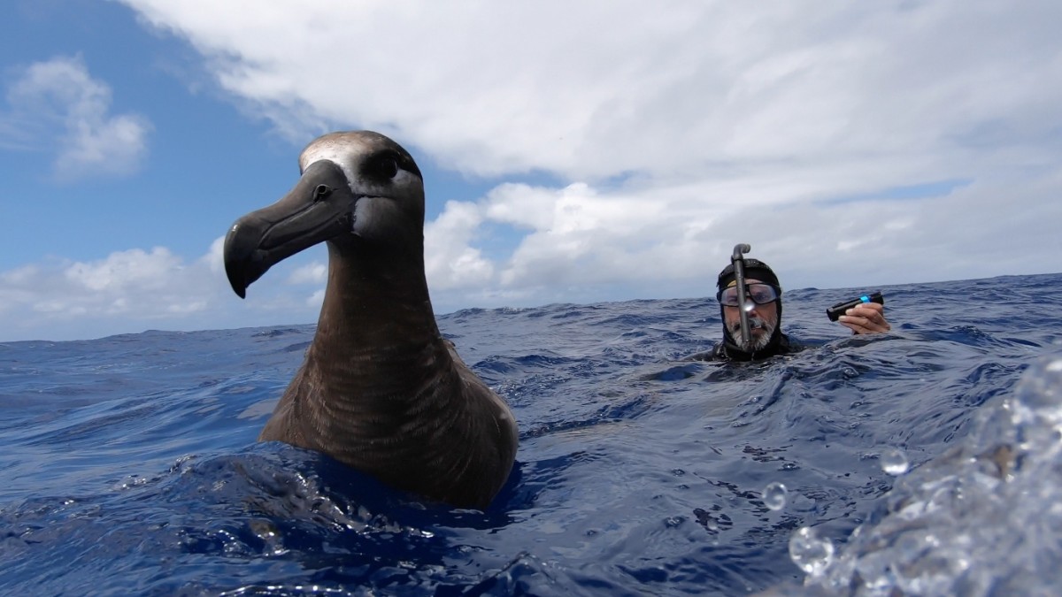the vortex swim