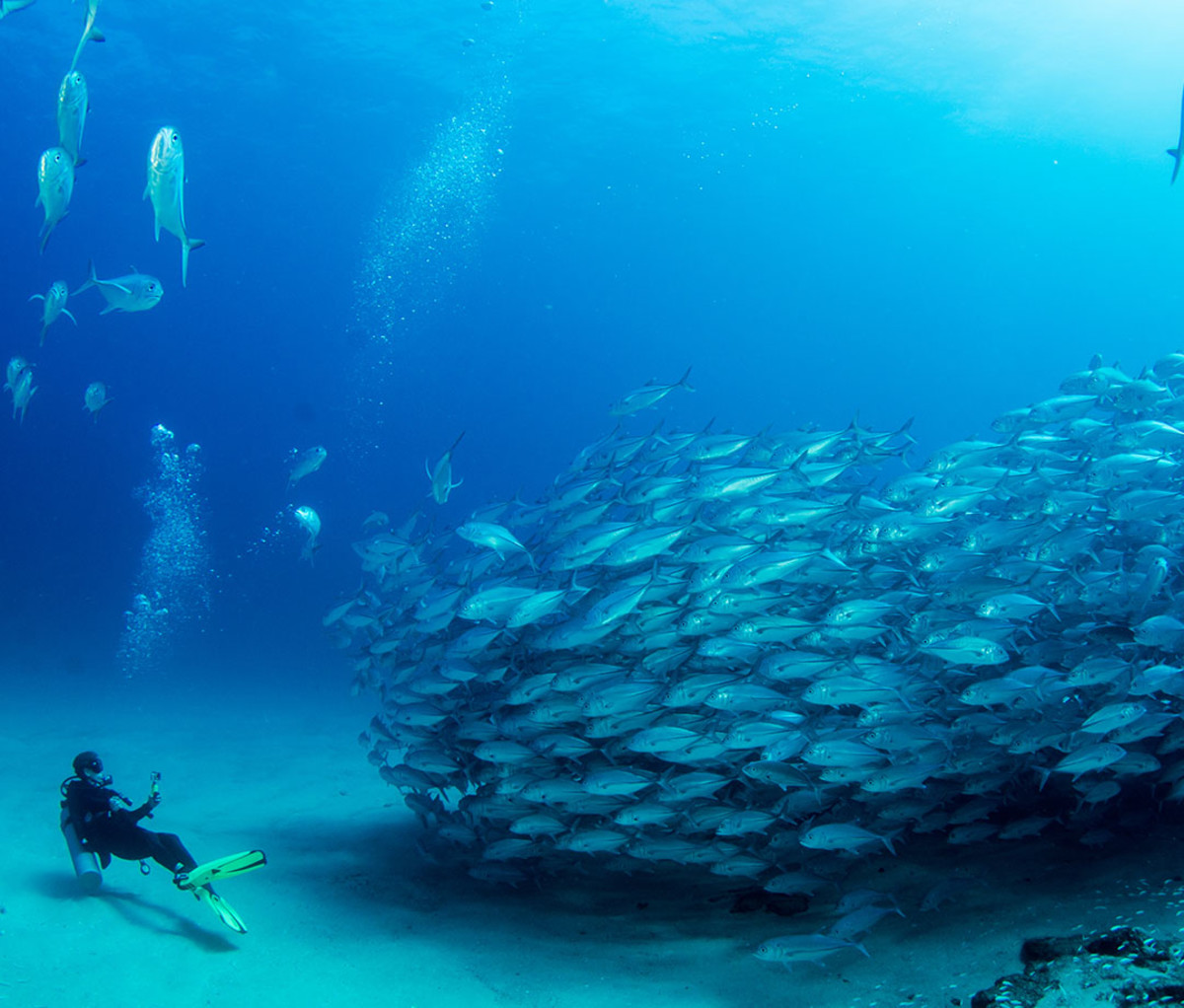 Big eye trevallies forming a school with a diver at Cabo Pulmo National Park in Baja California Sur, Mexico