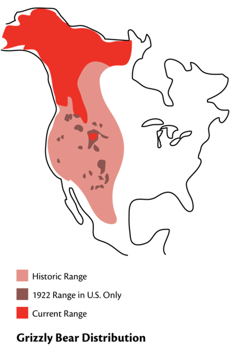 Grizzly Bear Distribution