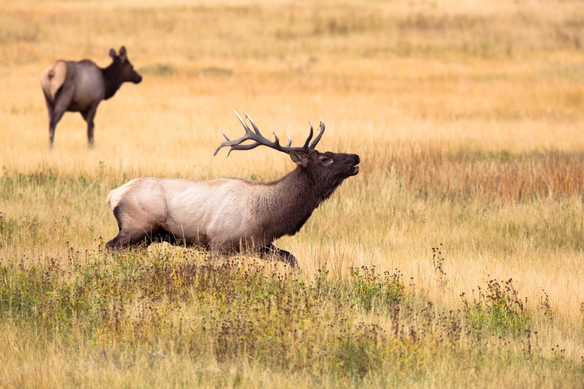 Roaming in Yellowstone.